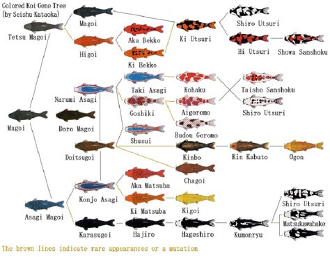 Koi Gene Tree / Identifying Koi