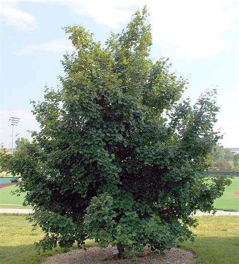 The Hedge Maple gets its name for being a hedgerow plant, but it works very well as a stand ...