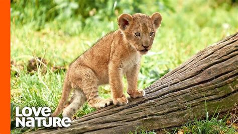 These Newborn Lion Cubs Are Ready to Take On the World! - YouTube