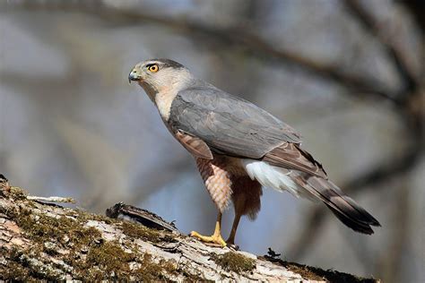 Cooper’s Hawk Nesting Questions | Outside My Window