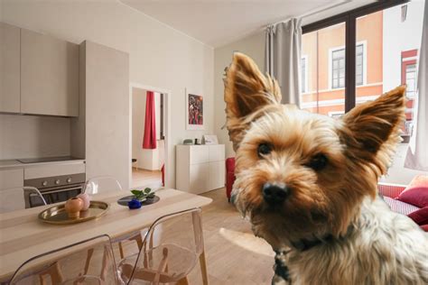 Best dog breeds for apartments: Large, medium, and small apartment dogs