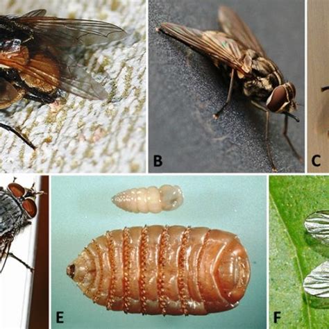 Dipteran Parasites - Encyclopedia of Arkansas