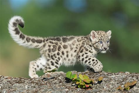 Los esfuerzos de conservación del leopardo de las nieves - Mis Animales