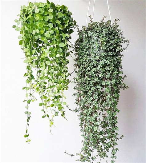 Dischidia nummularia and Pilea glauca..someday my pilea will be that ...