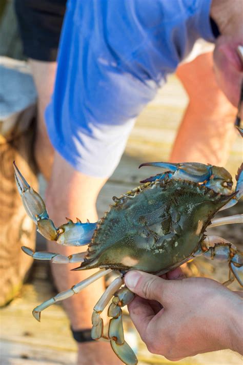 Steamed Maryland Blue Crabs | Coley Cooks...