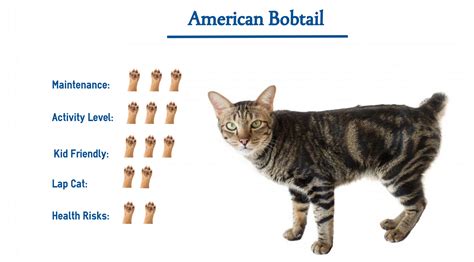 American Bobtail Cat Breed… Everything You Need to Know at a Glance! | American bobtail cat, Cat ...