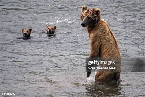 Kodiak Bear Cubs Photos and Premium High Res Pictures - Getty Images