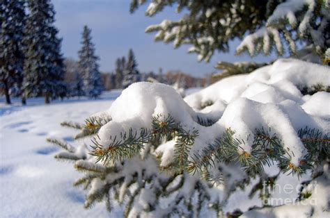 Snowy Spruce Tree 3 Photograph by Terry Elniski - Fine Art America