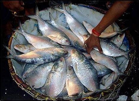 Hilsa Fish - national fish of Bangladesh - hilsha