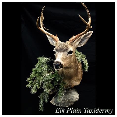 Blacktail deer shoulder mount with habitat | Mammals, Deer shoulder mount, African safari