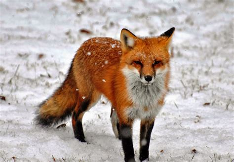 North American Red Fox Animals | Interesting Facts & Latest Pictures ...