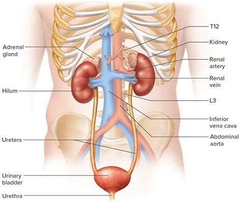 Diabetes Insipidus - Causes, Symptoms, Diagnosis & Treatment