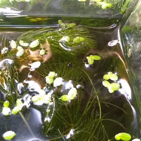 African dwarf frog tadpoles care | Fishkeepers Amino Amino