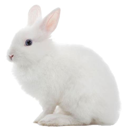 White Rabbit PNG Image | Rabbit png, Rabbit pictures, Rabbit