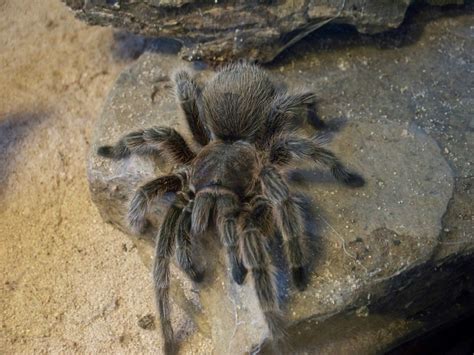 Chilean Rose Hair Tarantula 2 - Oklahoma Zoo Safari USA