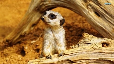 Meerkat - Meerkats Wallpaper (38680677) - Fanpop