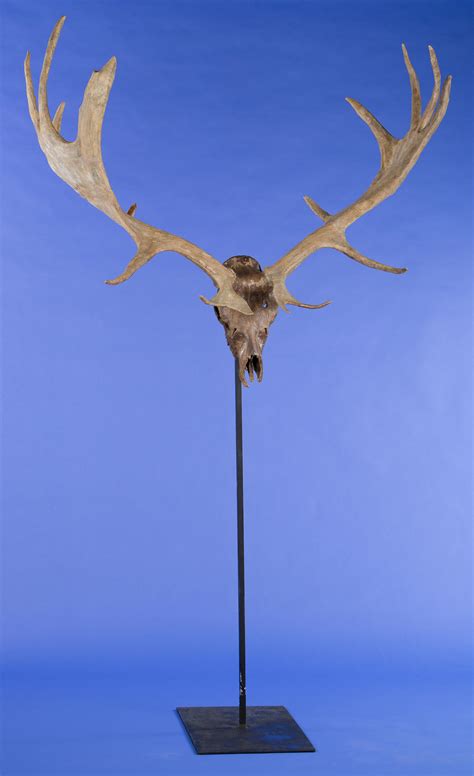 Giant Irish Elk Skull and Antlers - auctions & price archive