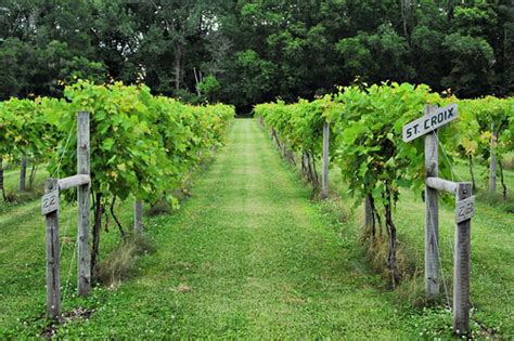 White Oak Vineyard | Vineyards at White Oak | Carl Wycoff | Flickr