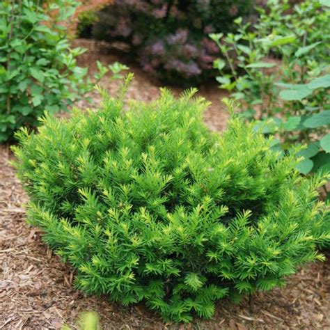 Spreading Japanese Plum Yew | PlantAddicts.com