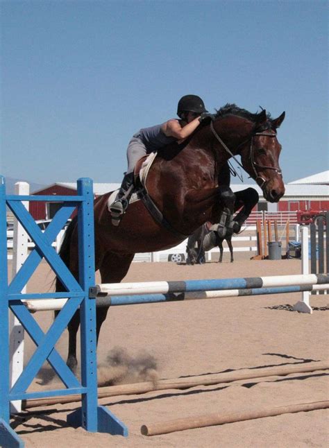 MM Equestrian Center on EquineNow