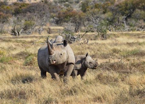 Black rhino calf is twice as nice for Sydney zoo - Owl Connected