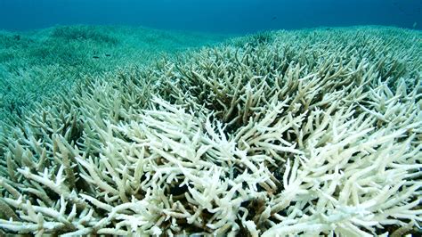 2/3 of Great Barrier Reef Is Suffering from Coral Bleaching | Condé Nast Traveler