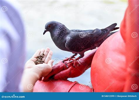 Hand Feeding the Feral Pigeon Stock Image - Image of outdoor, people ...