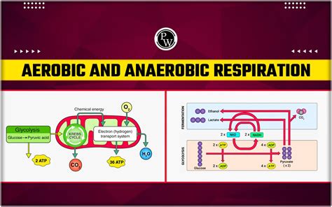 Aerobic And Anaerobic Respiration - Definition, Steps, Diagram