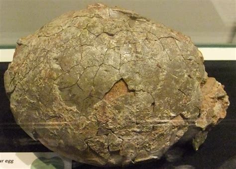 File:Dinosaur egg, Wrexham Museum.JPG - Wikimedia Commons