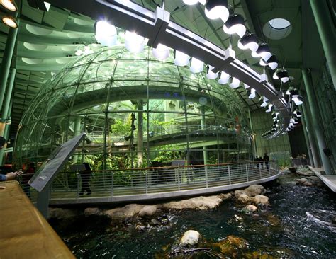 File:California Academy of Sciences Indoor Rainforest.jpg - Wikipedia