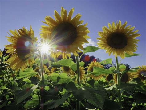 10 TIPS FOR GREAT SUNFLOWER PHOTOGRAPHY | Olympus