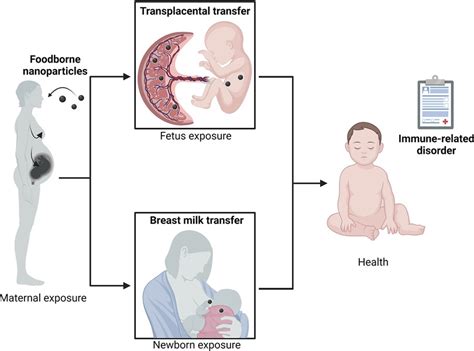 Frontiers | Perinatal exposure to foodborne inorganic nanoparticles: A ...