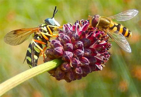 Hoverfly – ObsessedByNature