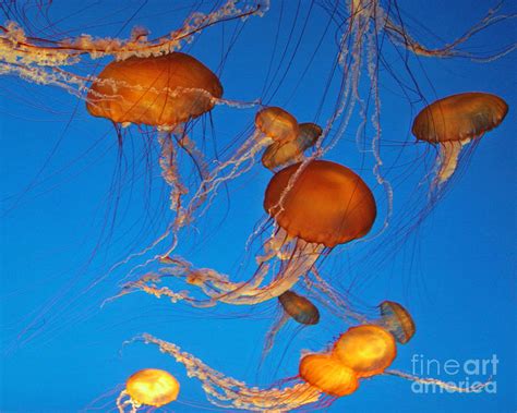 Atlantic Sea Nettle Jellyfish Photograph by Tap On Photo