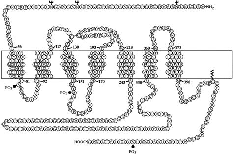 International Union of Pharmacology. XXI. Structure, Distribution, and Functions of ...