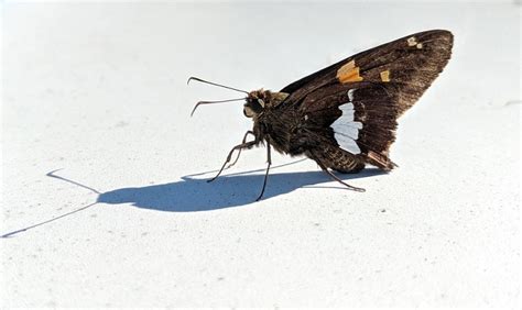 Brown Moth – Meaning and Symbolism