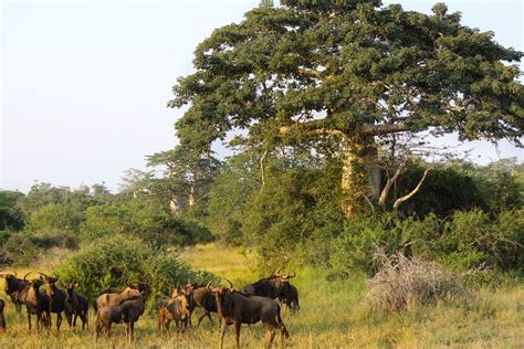 Kissama National Park (Official GANP Park Page)