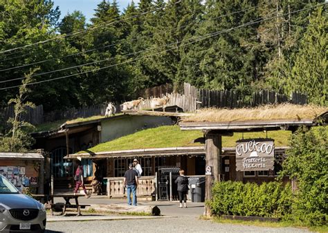 Goats On The Roof Now What? What To Do When Visiting Coombs!