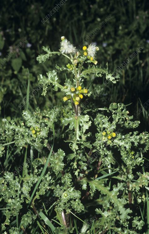 Groundsel in flower - Stock Image - B539/0316 - Science Photo Library