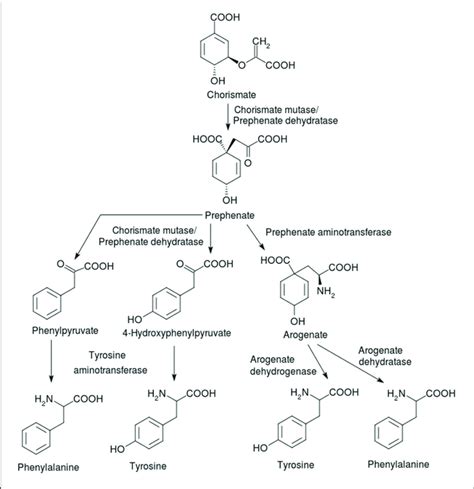 List 97+ Pictures Tyrosine Is The Precursor For The Synthesis Of Superb