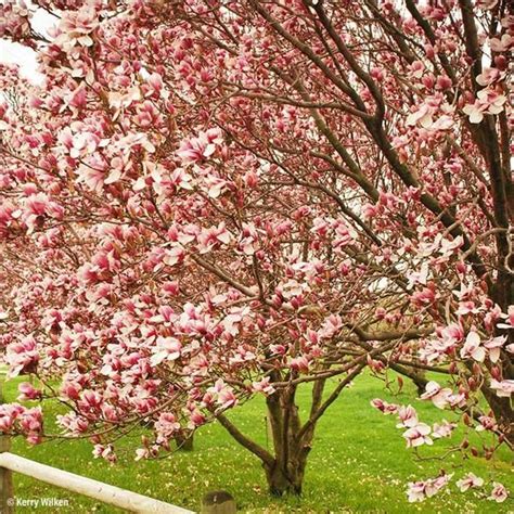 Saucer Magnolia | Saucer magnolia tree, Saucer magnolia, Magnolia trees