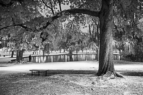 Boston Snowfall in the Boston Public Garden Boston MA Autumn Tree Black and White Photograph by ...