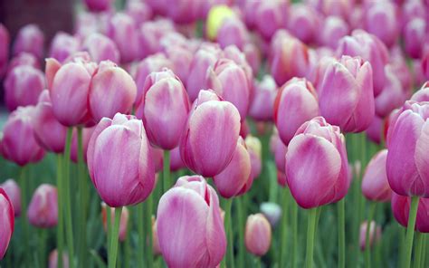 Free Wallpaper Of Flowers: Beautiful Pink Tulips Of Holland | Free Wallpaper World