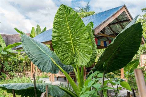 13 Stunning Alocasia Varieties with Names and Pictures | The Florist Guide