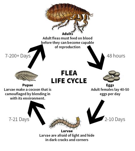 Flea Control-Subiaco Veterinary Hospital