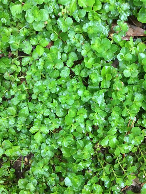 Creeping Jenny ground cover hanging basket perennial 20 | Etsy