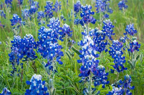 A Tree Falling: Ennis Bluebonnet Trails 2016: Wildflowers