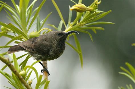 Sunbird | Photo, Africa, Travel