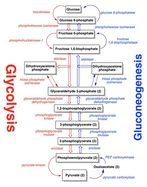 Gluconeogenesis - Function - Control - TeachMePhysiology