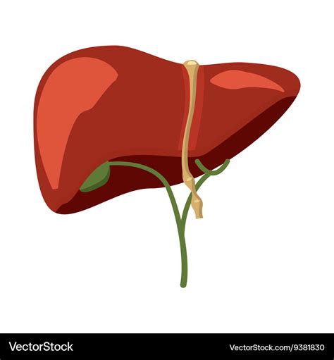 Liver Cell Cartoon